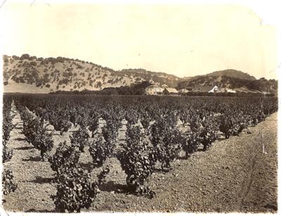 [Thumbnail for coppiced grapes.jpg]